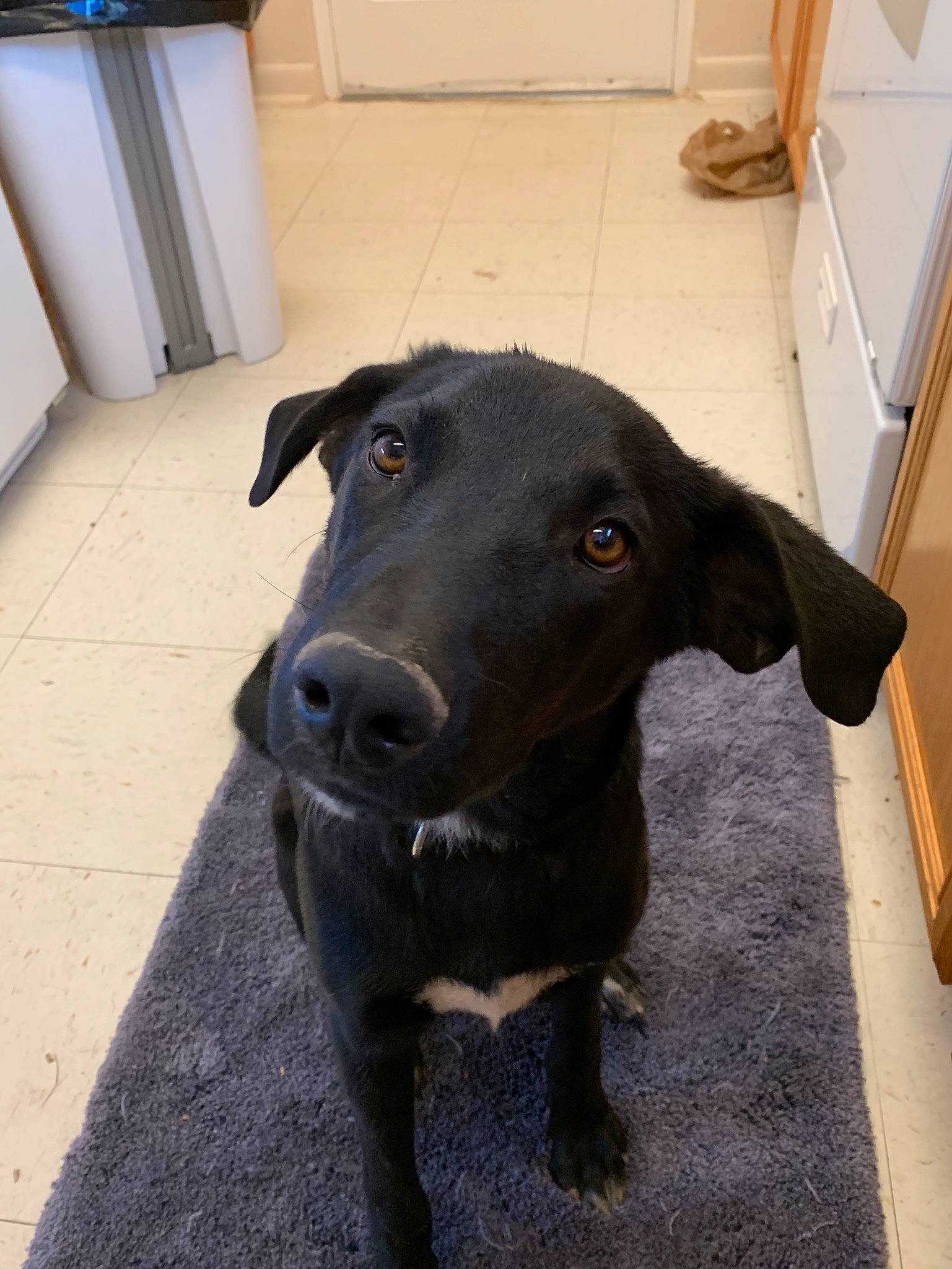 Shadow joined the competition — help win amazing prizes! beagador, blue_lacy, borador, canidae, carnivore, dog, dog_breed, labrador_retriever, mammal, nose, patterdale_terrier, puppy, rare_breed_dog, retriever, snout, sporting_group, whiskers