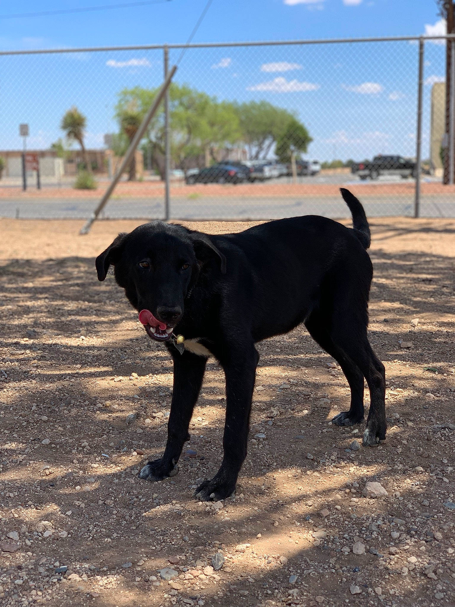 Shadow joined the competition — help win amazing prizes! borador, canidae, carnivore, dog, dog_breed, flat_coated_retriever, formosan_mountain_dog, guard_dog, hunting_dog, labrador_retriever, mammal, patterdale_terrier, retriever, snout, sporting_group, tail, vertebrate