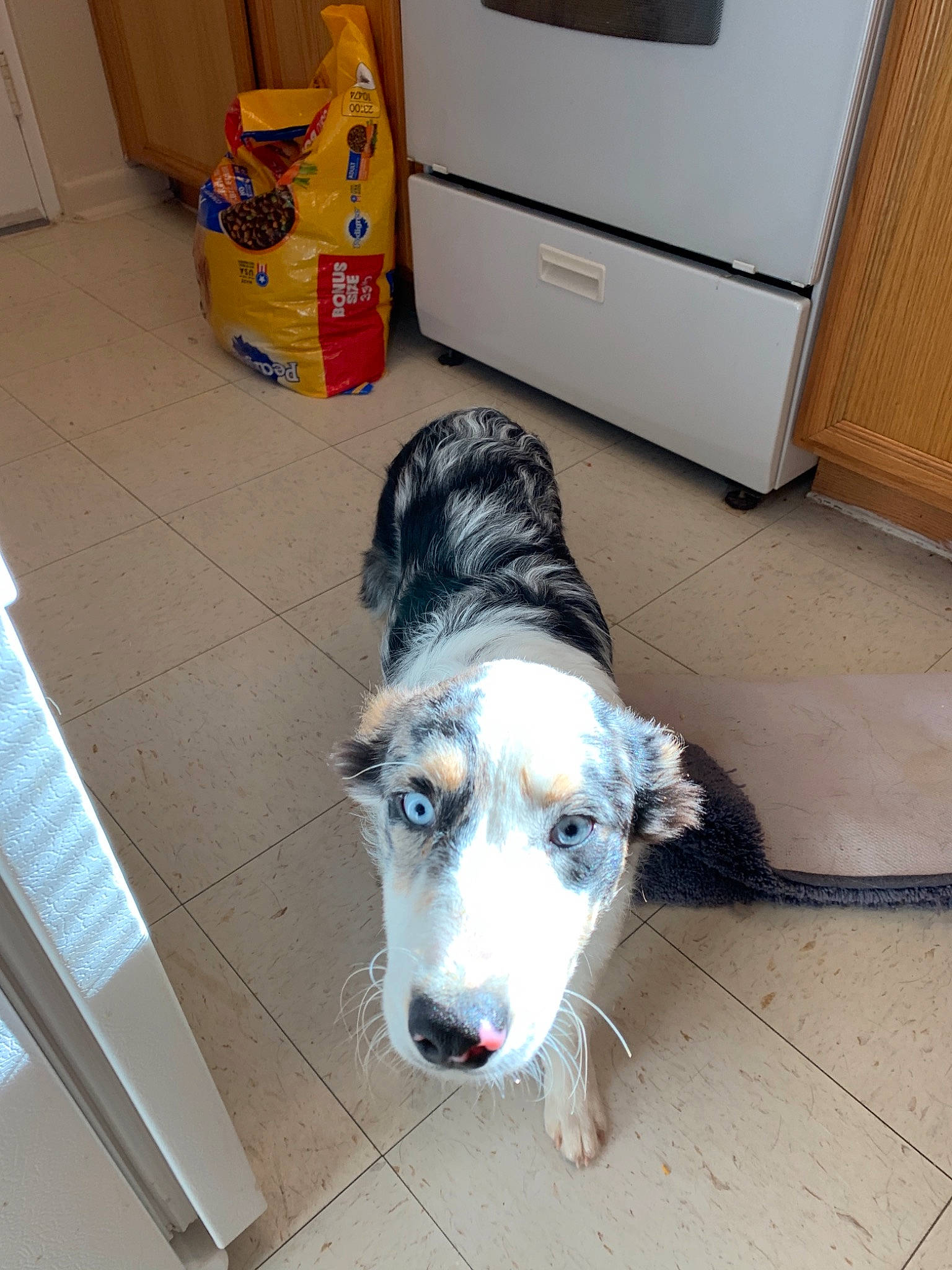 Lola is registered to the contest to win money with this photo: canidae, carnivore, dog, dog_breed, floor, mammal, siberian_husky, sporting_group, working_dog