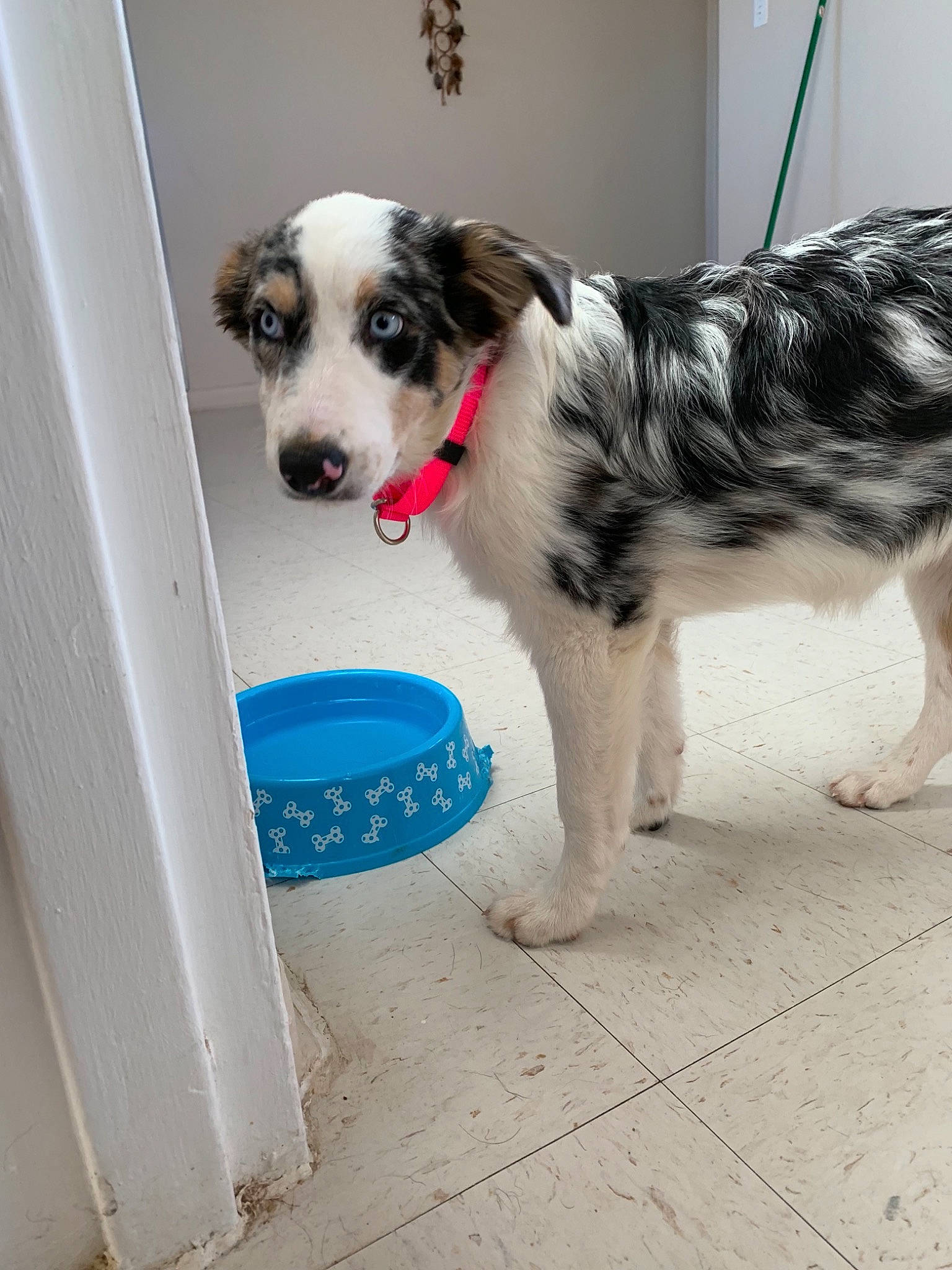 Lola is registered to the contest to win money with this photo: australian_shepherd, border_collie, canidae, carnivore, companion_dog, dog, dog_breed, herding_dog, mammal, miniature_australian_shepherd, rare_breed_dog, snout, sporting_group, vertebrate, working_dog