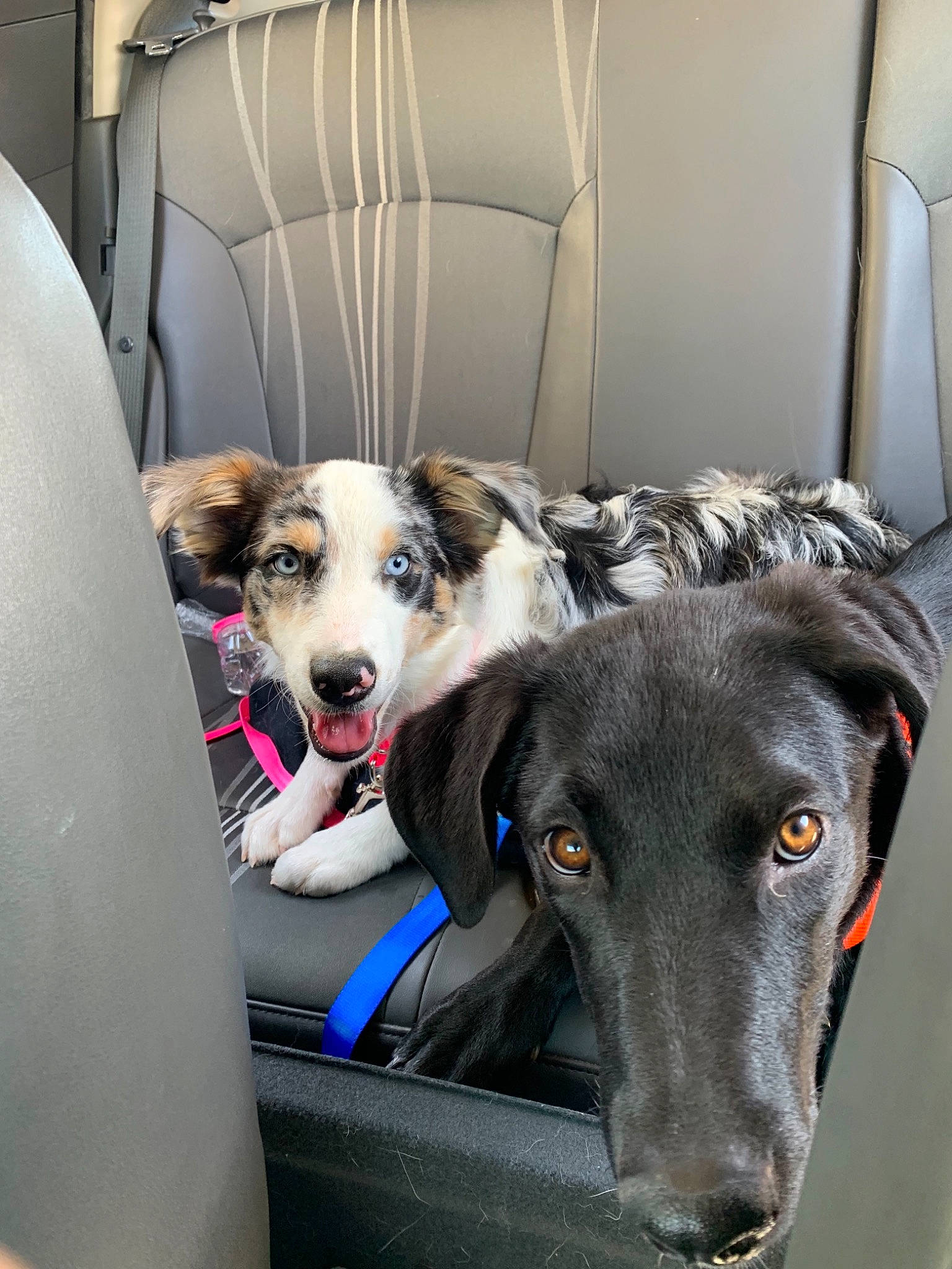 Lola joined the competition — help win amazing prizes! canidae, carnivore, dog, dog_breed, galgo_espanol, greyhound, hortaya_borzaya, lurcher, mammal, polish_greyhound, saluki, sighthound, silken_windhound, sloughi, snout, sporting_group, vertebrate, whiskers