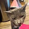 Onion joined the competition — help win amazing prizes! animal, birthday, cat, celebration, closeup, ears, feline, fur, gray_cat, green_eyes, home, indoor, looking_at_camera, party_hat, pet, pink, portrait, sitting, whiskers, wooden_floor