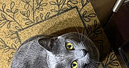 Onion joined the competition — help win amazing prizes! alert, animal, cat, close_up, door, door_handle, doormat, feline, floor, gray_cat, indoors, lounging, lying_down, patterned_rug, pet, portrait, short_hair, whiskers, wood_floor, yellow_eyes