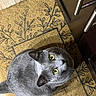 alert, animal, cat, close_up, door, door_handle, doormat, feline, floor, gray_cat, indoors, lounging, lying_down, patterned_rug, pet, portrait, short_hair, whiskers, wood_floor, yellow_eyes