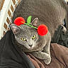 Onion joined the competition — help win amazing prizes! animal, blanket, cat, costume, cozy, crossed_paws, feline, funny, gray_cat, home, indoor, laundry_basket, lying_down, pet, pom_pom, portrait, red_hat, sitting, whiskers, yellow_eyes