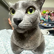 Onion joined the competition — help win amazing prizes! animal, bed, blanket, cat, close_up, colorful_background, ears, feline, funny_expression, fur, gray_cat, green_eyes, home, indoors, nose, pet, portrait, sitting, whiskers, wide_eyes