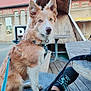Awen a rejoint le concours — aidez-le/la à gagner de superbes lots ! dog, canine, pet, outdoor, bench, wood, leash, person, shoe, footwear, leg, building, window, table, floor, pavement, daylight, casual, resting, attentive