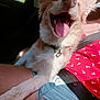 Awen a rejoint le concours — aidez-le/la à gagner de superbes lots ! dog, pet, happy, tongue_out, car_interior, seatbelt, person, summer_clothing, sunlight, window, collar, tag, lap, casual, joyful, fur, shorts, red_shirt, seat, travel
