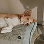 dog, pet_bed, blue_eyes, light_brown_fur, white_fur, lying_down, tongue_out, indoor, shadow, tile_floor, cozy, relaxed, paw_print, cushion, animal, domestic_animal, resting, ear, side_view, floor