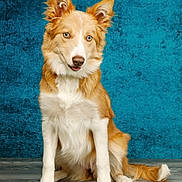 Awen participe au concours pour gagner de l'argent avec cette photo : alert, animal, blue_background, canine, companion, cute, dog, domestic_animal, ears, floor, fluffy, friendly, fur, indoor, mammal, pet, portrait, sitting, studio, tongue