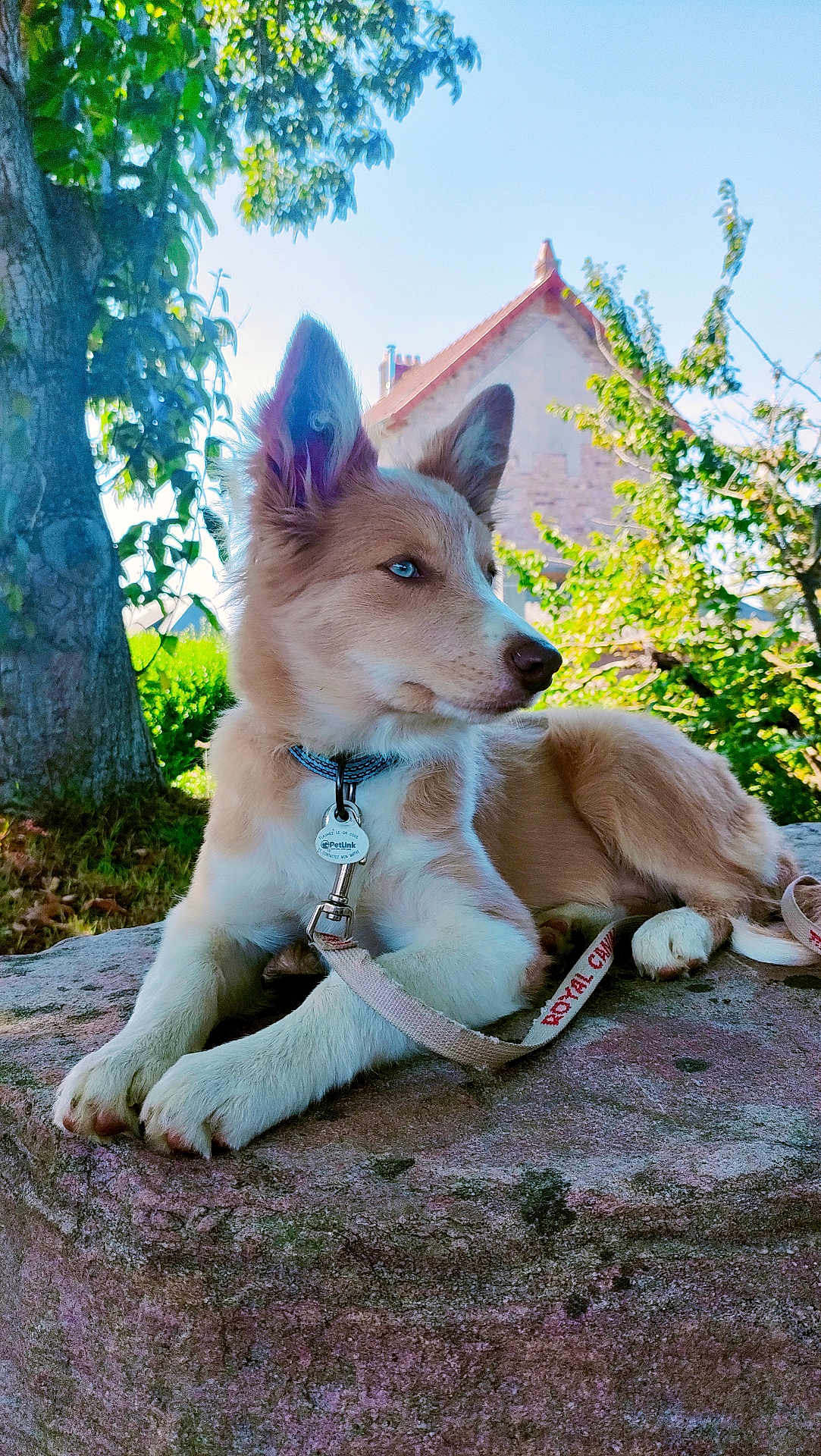 Awen a rejoint le concours — aidez-le/la à gagner de superbes lots ! dog, puppy, blue_eyes, collar, leash, stone_surface, tree, greenery, house, outdoor, sunlight, nature, pet, animal, resting, fur, ears, snout, summer, daytime