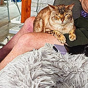 Japhar participe au concours pour gagner de l'argent avec cette photo : cat, tabby_cat, cat_face, paws, lap, human_leg, sitting, couch, sofa, fluffy_blanket, blanket, walking_cane, stone_wall, brick_wall, interior, living_room, smartphone, watermark, decorative_table, cozy