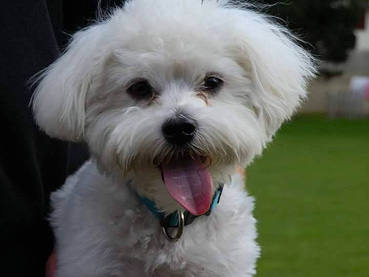Falkor participe au concours pour gagner de l'argent avec cette photo : canidae, carnivore, companion_dog, dog, dog_breed, eye, fur, grass, mal_shi, maltepoo, non_sporting_group, plant, poodle, small_terrier, snout, sporting_group, terrier, toy_dog, water_dog, working_animal