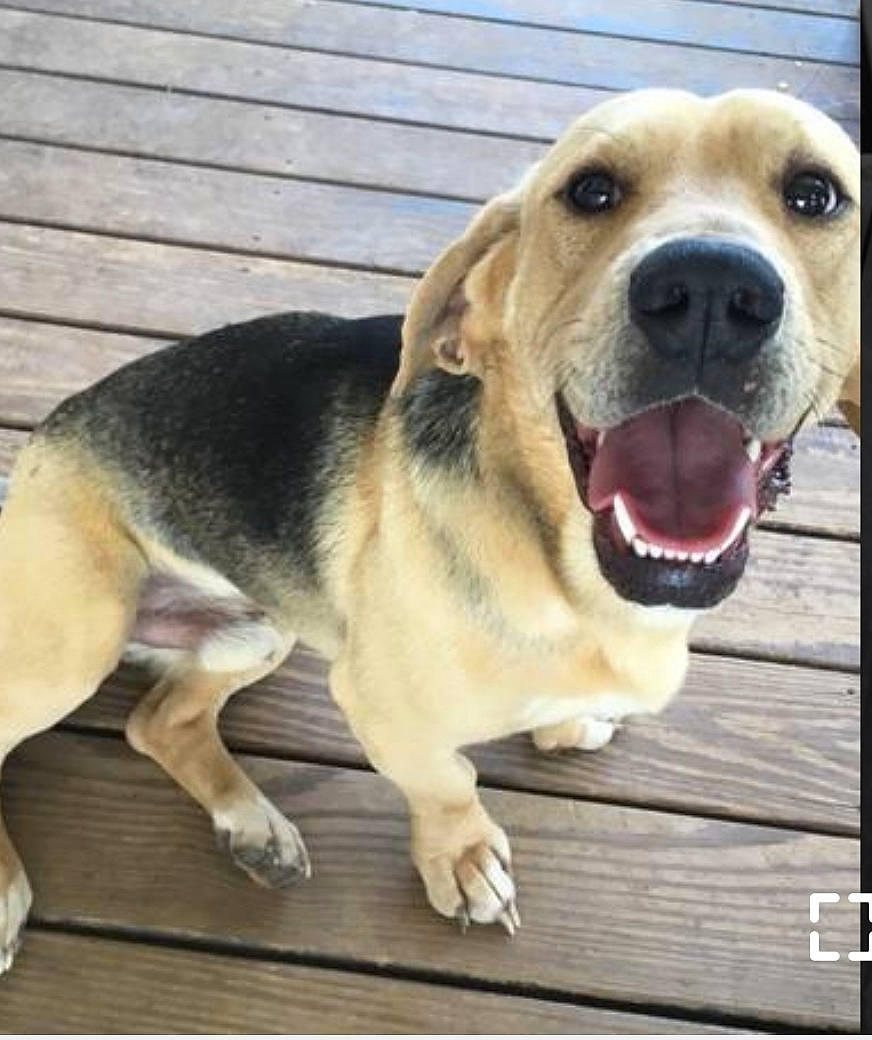 Dodge is registered to the contest to win money with this photo: ancient_dog_breeds, beagador, canidae, carnivore, companion_dog, dog, dog_breed, facial_expression, fawn, hound, labrador_retriever, mammal, nose, rare_breed_dog, retriever, snout, sporting_group, street_dog, tongue, vertebrate