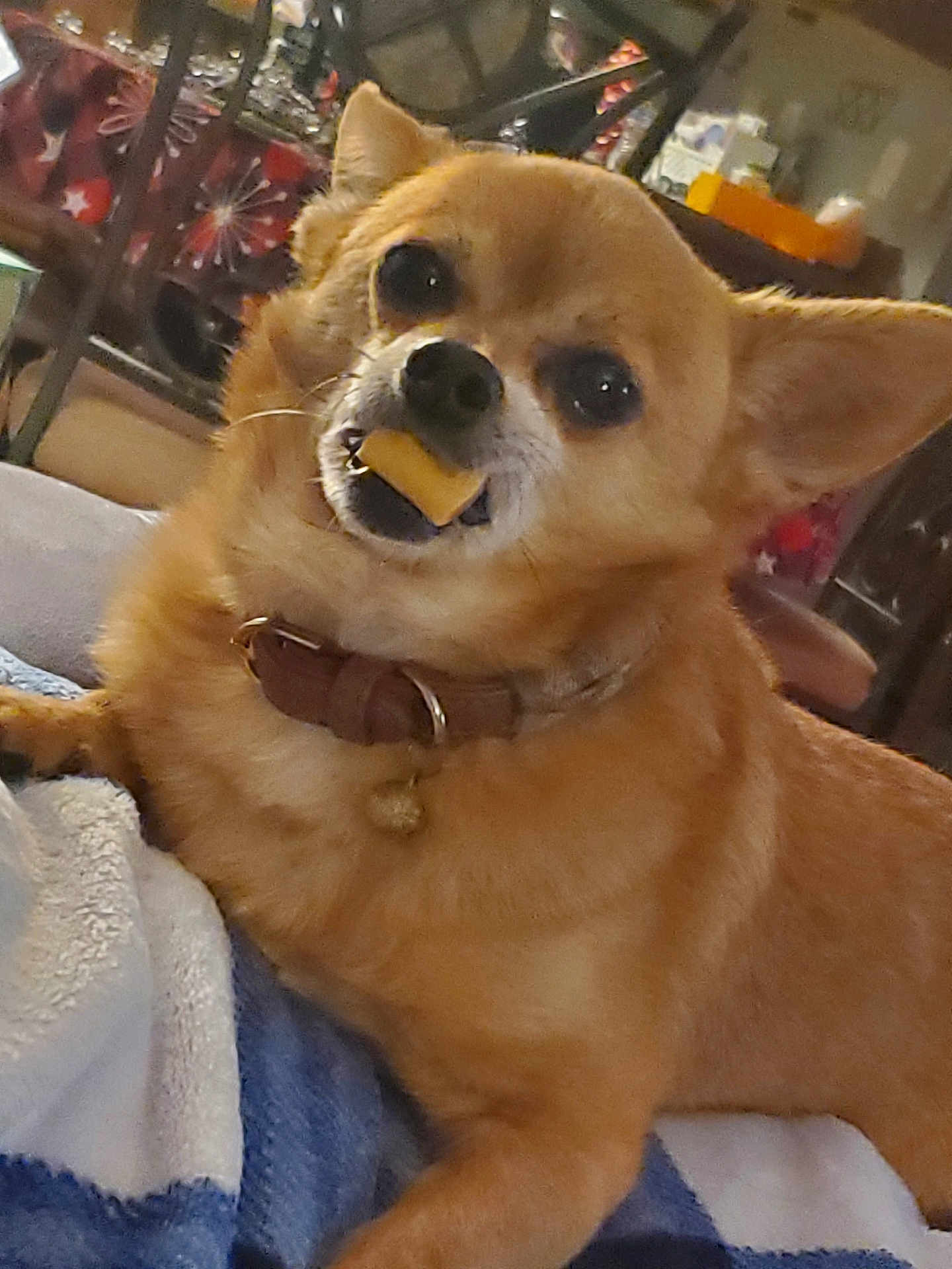 Tommy joined the competition — help win amazing prizes! animal, blanket, brown_fur, collar, cozy, cute, dog, domestic_animal, ears, face, furniture, home, indoor, lying_down, mouth, pet, relaxing, small_dog, treat, whiskers