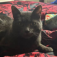 Costello is registered to the contest to win money with this photo: cat, feline, pet, gray_cat, whiskers, ears, yellow_eyes, bed, blanket, red_pattern, indoor, cozy, portrait, closeup, fur, paw, muzzle, domestic_cat, resting, nightlight
