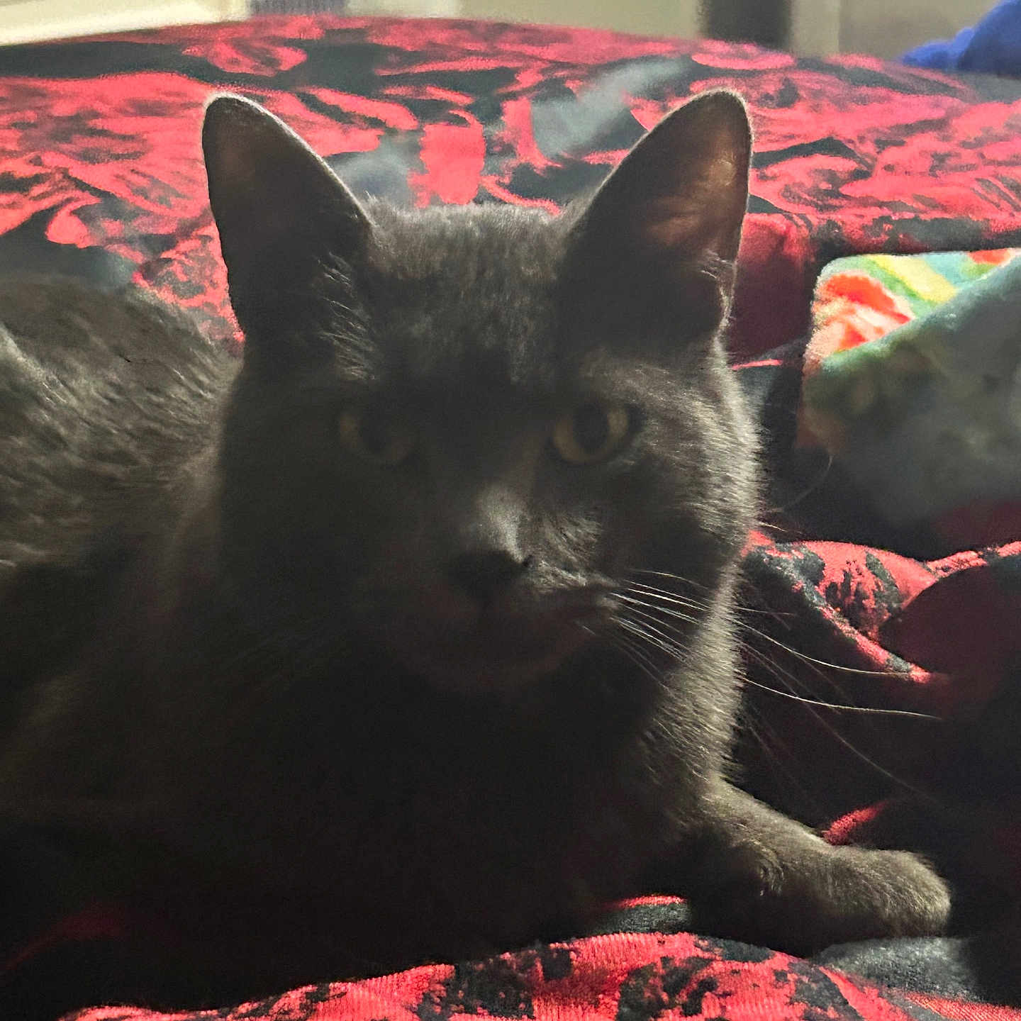 Costello is registered to the contest to win money with this photo: bed, blanket, cat, closeup, cozy, domestic_cat, ears, feline, fur, gray_cat, indoor, muzzle, nightlight, paw, pet, portrait, red_pattern, resting, whiskers, yellow_eyes