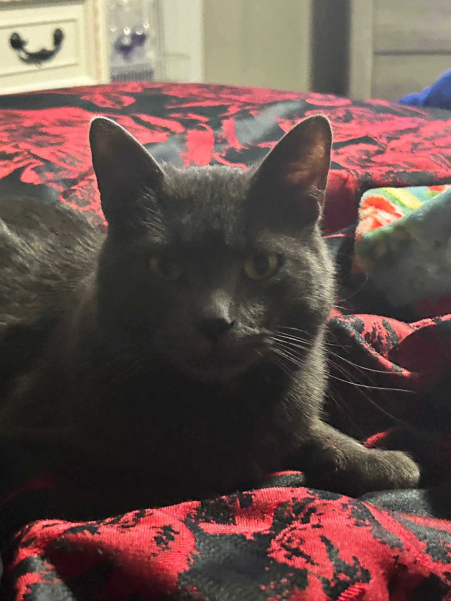 Costello is registered to the contest to win money with this photo: cat, feline, pet, gray_cat, whiskers, ears, yellow_eyes, bed, blanket, red_pattern, indoor, cozy, portrait, closeup, fur, paw, muzzle, domestic_cat, resting, nightlight