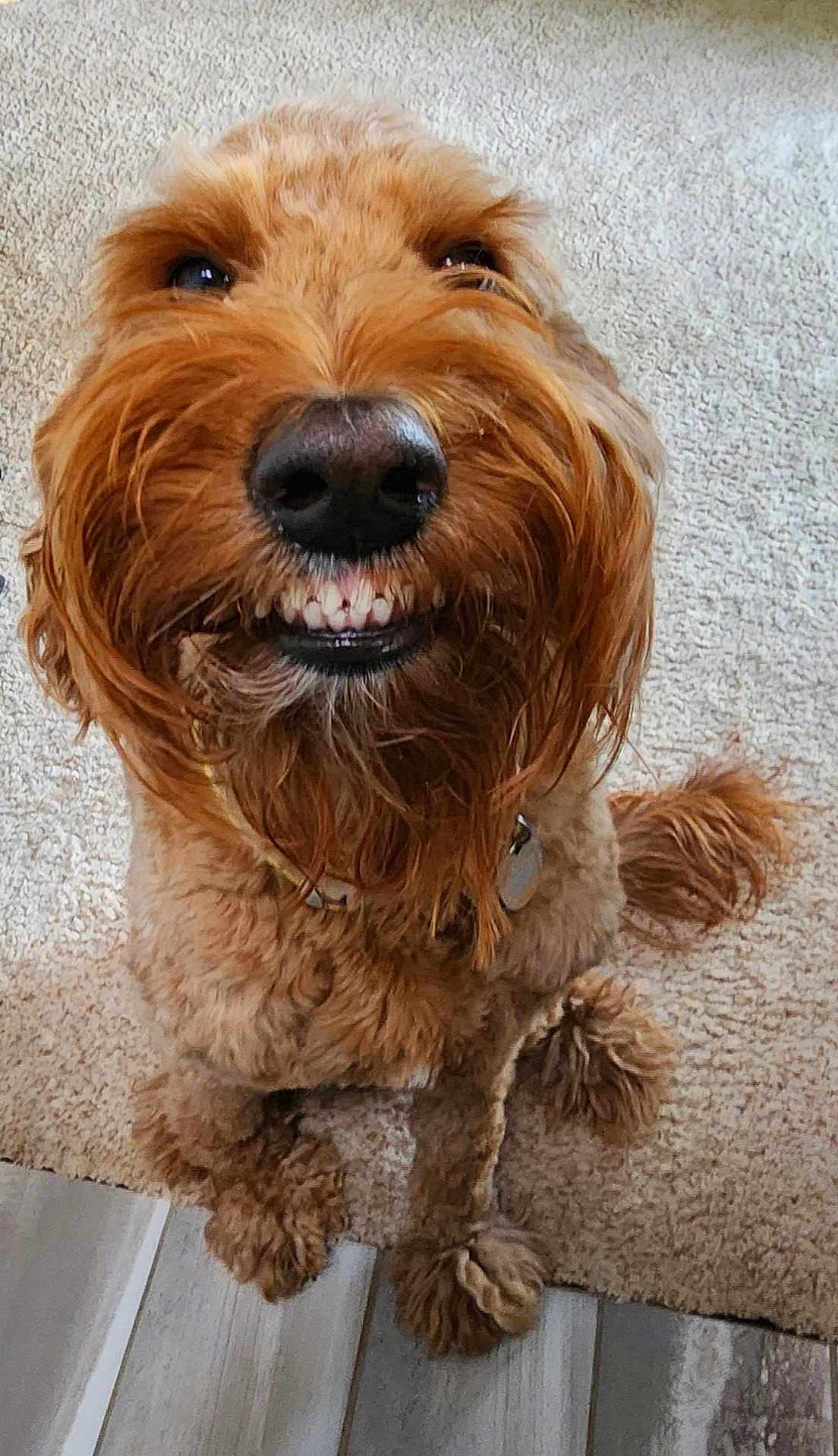 Penelope