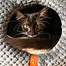 Patoune participe au concours pour gagner de l'argent avec cette photo : animal, black_cat, cat, closeup, comfortable, cozy, cute, feline, fur, gray_texture, home, indoor, knitted_cave, pet, resting, soft, tail, warm_light, whiskers, yellow_eyes