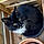 Patoune