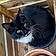 Patoune