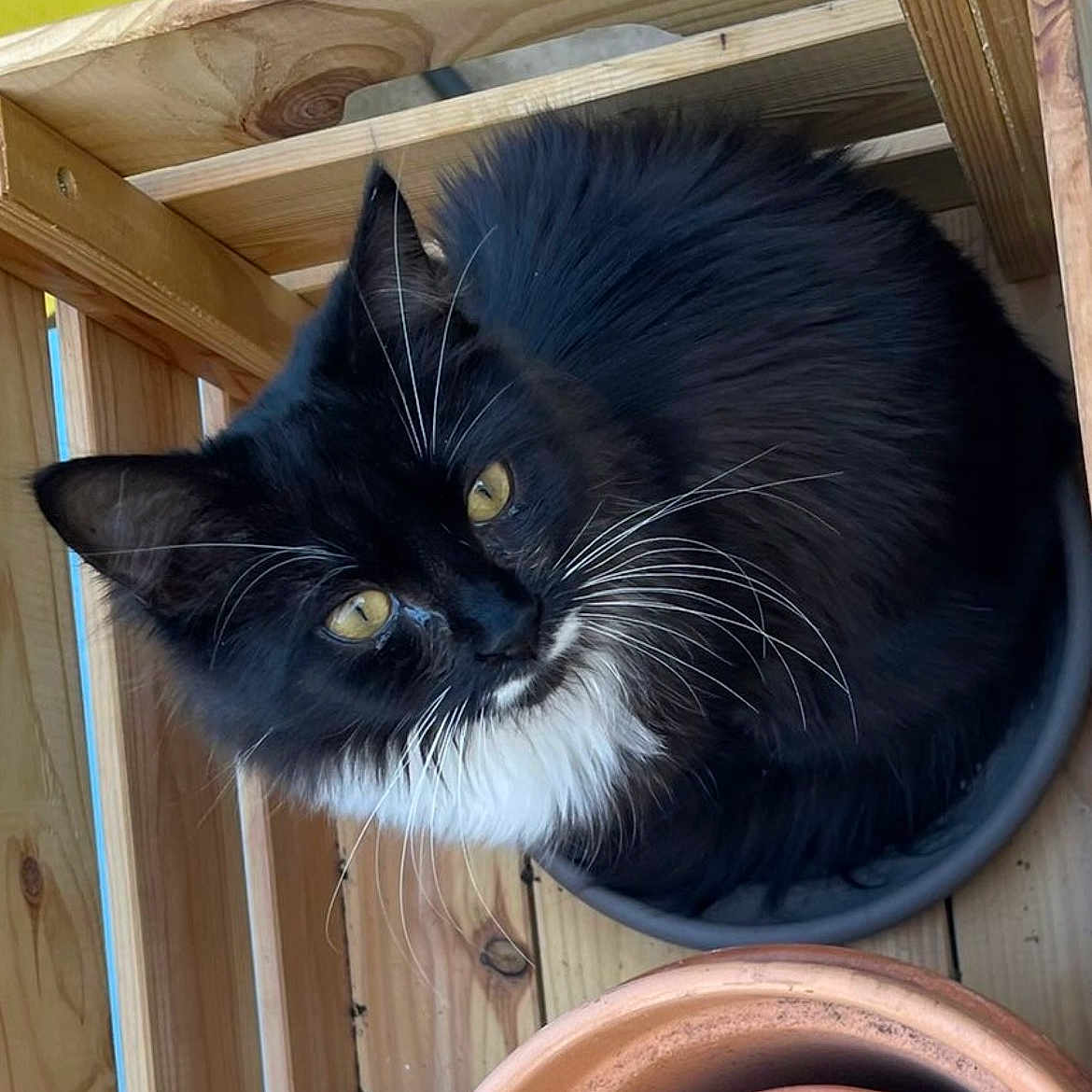 Patoune