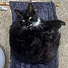Patoune participe au concours pour gagner de l'argent avec cette photo : animal, black_cat, cat, concrete, cushion, cute, feline, fluffy, fur, hammock, outdoor, pet, relaxed, resting, rope, small_bed, whiskers, white_fur, wooden_frame, yellow_eyes