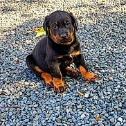 Argo participe au concours pour gagner de l'argent avec cette photo : adorable, animal, black_fur, cute, daylight, dog, fur, gravel, ground, looking, nature, outdoor, paw, pet, puppy, rocks, rottweiler, sitting, tan_fur, young