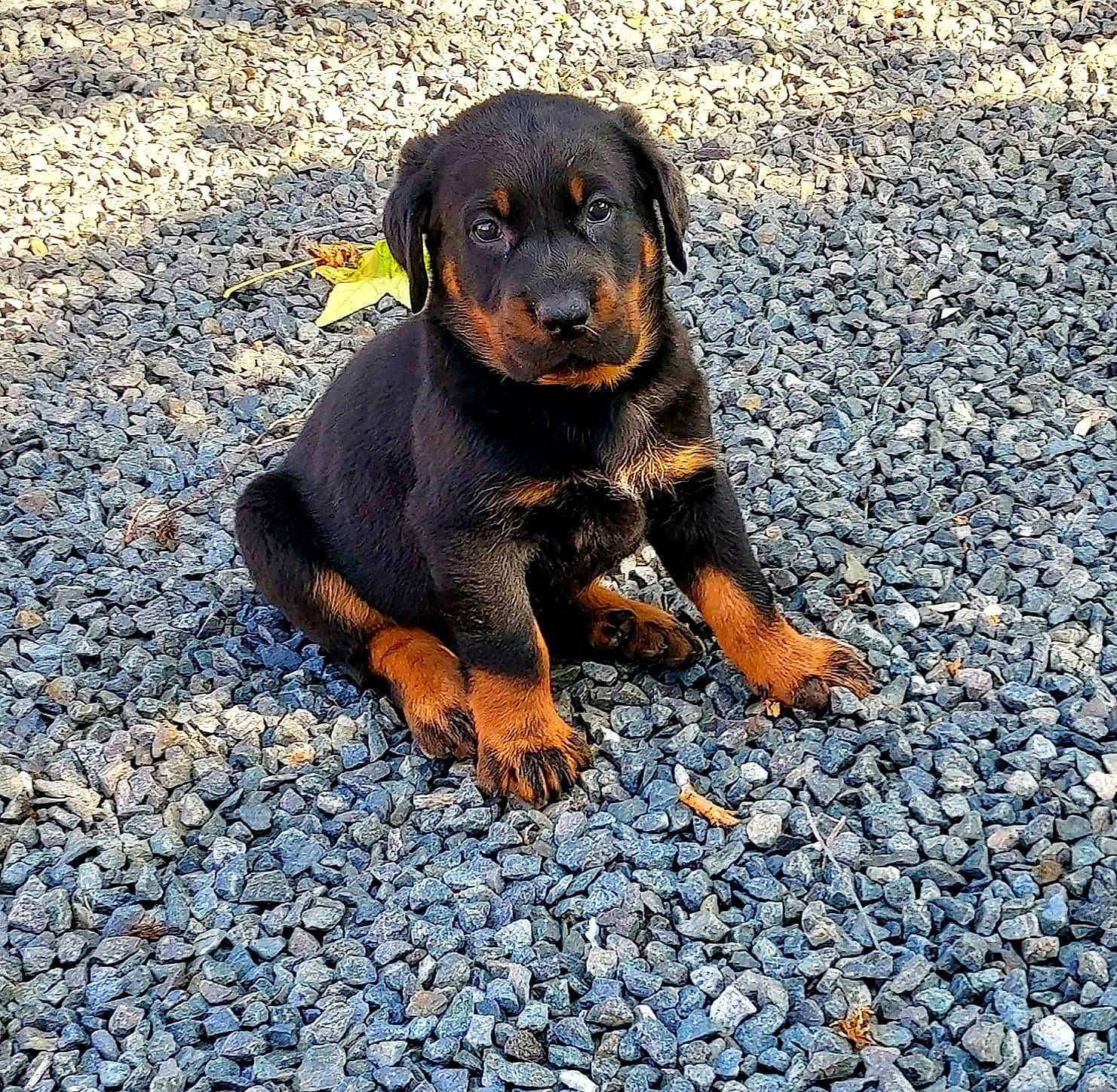 Argo