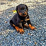 Argo a rejoint le concours — aidez-le/la à gagner de superbes lots ! adorable, animal, black_fur, cute, daylight, dog, fur, gravel, ground, looking, nature, outdoor, paw, pet, puppy, rocks, rottweiler, sitting, tan_fur, young