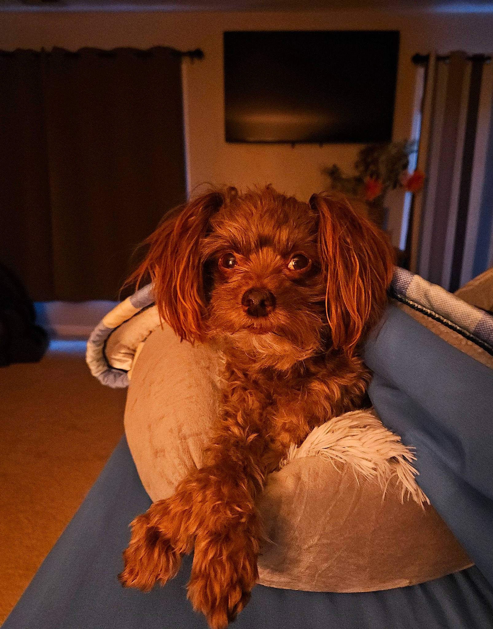 Grayson is registered to the contest to win money with this photo: canidae, carnivore, chair, comfort, companion_dog, curtain, dog, dog_breed, dog_clothes, fawn, flooring, fur, liver, picture_frame, small_terrier, snout, sporting_group, terrier, toy_dog, working_animal