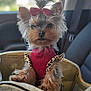 accessories, affenpinscher, animal, belt, canine, car, car_interior, carseat, cockerspaniel, couch, cushion, dog, furniture, homedecor, papillon, pet, puppy, terrier, transportation, vehicle