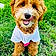Teddy