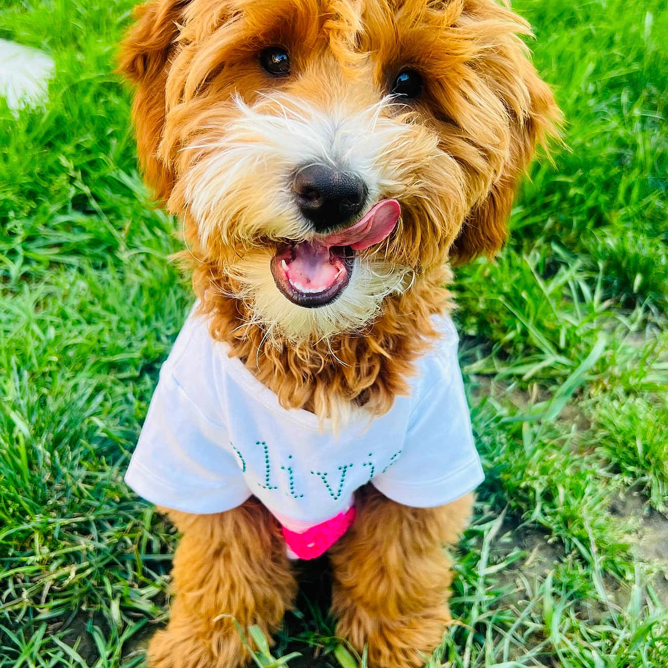 Teddy is registered to the contest to win money with this photo: adorable, animal, closeup, curly_fur, cute, dog, friendly, fur, grass, happy, mammal, nature, outdoor, pet, playful, puppy, sitting, tongue, white_shirt, young