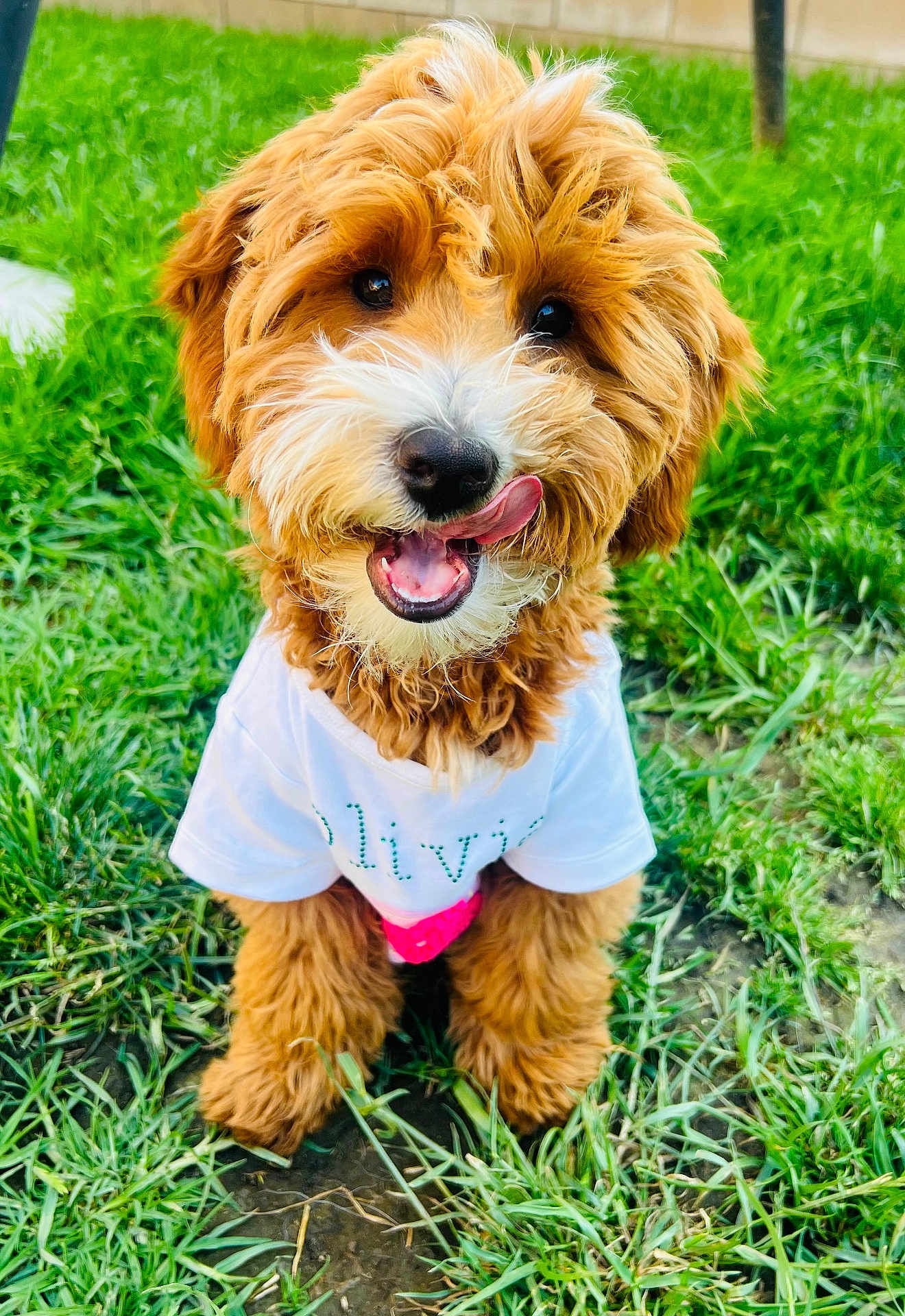 Teddy is registered to the contest to win money with this photo: dog, puppy, curly_fur, grass, white_shirt, cute, pet, outdoor, tongue, happy, playful, sitting, animal, fur, closeup, nature, mammal, friendly, adorable, young