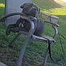 dog, chair, outdoor, grass, leash, metal, resting, pet, backyard, sunlight, house, tree, relaxed, animal, canine, fence, pavement, nature, summer, daytime