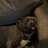dog, sleeping, tongue_out, couch, indoor, pet, relaxed, cozy, brown, fur, closeup, resting, comfortable, home, animal, domestic, quiet, calm, snout, ears