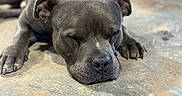 Arnold is registered to the contest to win money with this photo: dog, sleeping, gray_dog, close_up, resting, floor, concrete, paw, indoor, animal, pet, calm, relaxed, snout, ears, blurred_background, quiet, napping, domestic_animal, canine