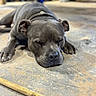 dog, sleeping, gray_dog, close_up, resting, floor, concrete, paw, indoor, animal, pet, calm, relaxed, snout, ears, blurred_background, quiet, napping, domestic_animal, canine