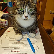 Simba a rejoint le concours — aidez-le/la à gagner de superbes lots ! abyssinian, animal, bottle, cat, clothing, cutlery, footwear, furniture, hardwood, manx, pen, person, pet, plywood, shoe, spoon, table, text, waterbottle, wood