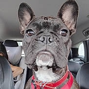 Atchi a rejoint le concours — aidez-le/la à gagner de superbes lots ! dog, french_bulldog, pet, animal, car_interior, seat, collar, red_collar, close_up, ears, face, eyes, snout, front_seat, child, backseat, window, leather_seat, restraint, travel