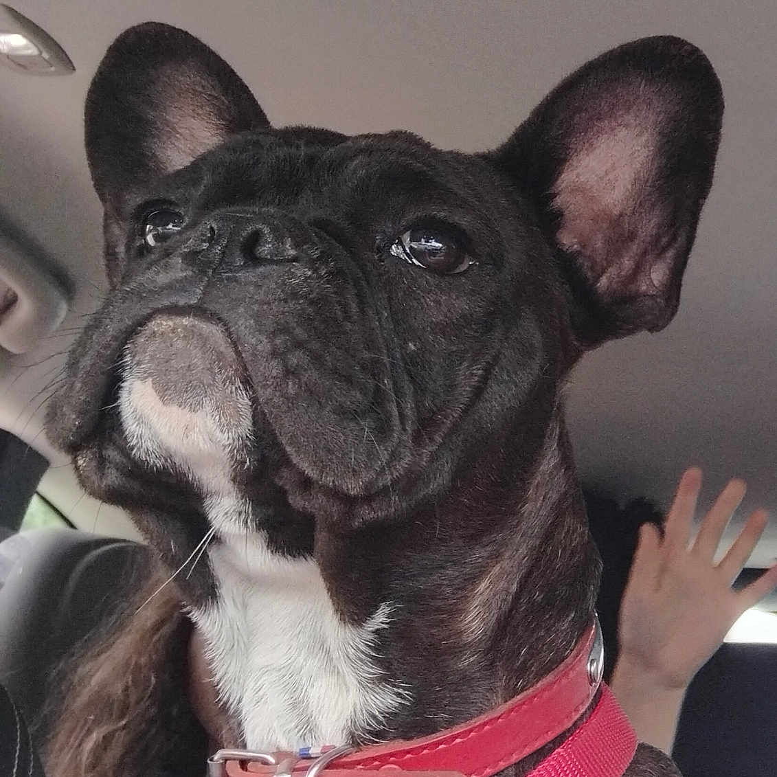 Atchi participe au concours pour gagner de l'argent avec cette photo : animal, black_dog, canine, car_interior, closeup, daylight, dog, ears, french_bulldog, fur, human_hand, pet, portrait, red_collar, red_harness, seat, snout, waving_hand, white_chest, window