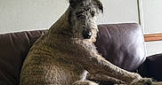 Clifford is registered to the contest to win money with this photo: dog, couch, indoor, leather, pet, canine, furniture, brown, wall, relaxed, portrait, seated, looking_back, home, living_room, fur, animal, companion, domestic, watchful