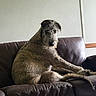 dog, couch, indoor, leather, pet, canine, furniture, brown, wall, relaxed, portrait, seated, looking_back, home, living_room, fur, animal, companion, domestic, watchful