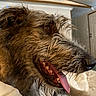 Clifford is registered to the contest to win money with this photo: dog, tongue_out, indoor, bed, relaxed, scruffy, happy, canine, pet, fur, mouth_open, nose, whiskers, home, room, door, blanket, comfort, animal, portrait