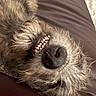 Clifford is registered to the contest to win money with this photo: dog, canine, pet, lying_down, smiling, teeth, nose, fur, scruffy, close_up, indoor, leather_couch, relaxed, playful, muzzle, animal, cute, expression, resting, portrait