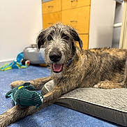 Clifford joined the competition — help win amazing prizes! dog, indoor, pet, toy, plush_toy, brown_dog, scruffy, blue_floor, wooden_cabinet, floor_mat, relaxed, happy, canine, animal, bed, paw, mouth_open, tongue_out, domestic_animal, playful