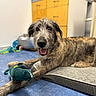 dog, indoor, pet, toy, plush_toy, brown_dog, scruffy, blue_floor, wooden_cabinet, floor_mat, relaxed, happy, canine, animal, bed, paw, mouth_open, tongue_out, domestic_animal, playful
