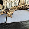 cat, tabby_cat, pet, animal, green_eyes, lying_down, sprawled, relaxed, outdoor, sofa, cushions, patio, tropical, palm_trees, summer, wicker_furniture, gray_cushions, striped_fur, portrait, upside_down
